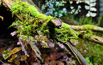 Live moss vivarium
