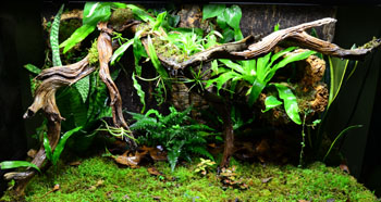 Giant Gecko bio active vivarium