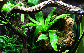 Gecko vivarium close up