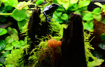Dart frog bio active enclosure