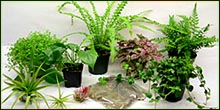 Vivarium Plant Packs