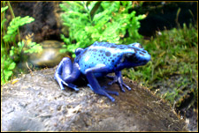 Dendrobates tinctorius 'Azureus'