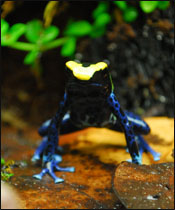 Dendrobates tinctorius 'Cobalt' Looking Grumpy