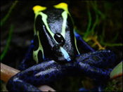 Dendrobates tinctorius 'Cobalt' transporting tadpole