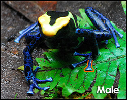 Sexed Male Dendrobates tinctorius