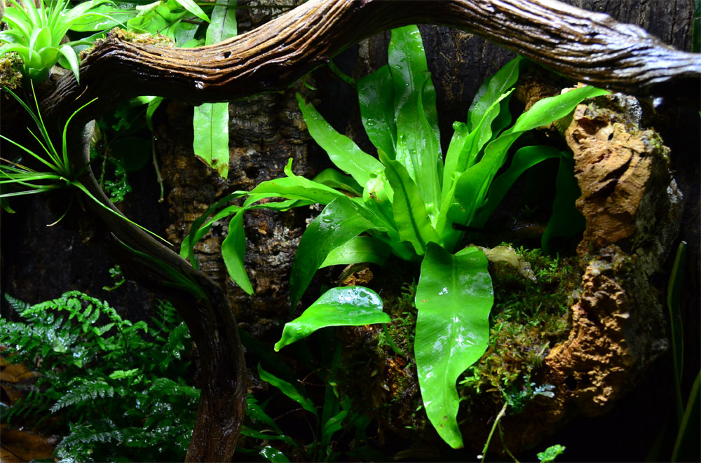 Large Gecko Custom Background