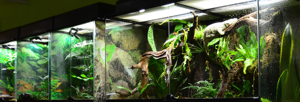 Large Gecko Custom Background