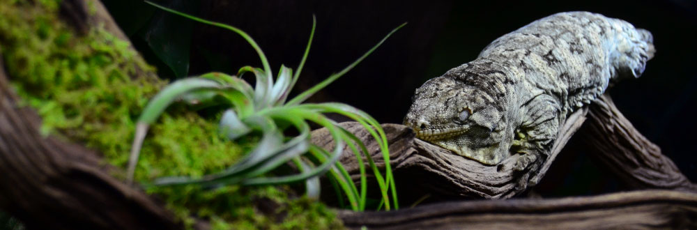 Large Gecko Custom Background