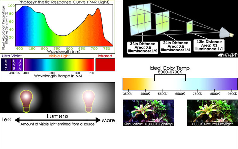 Best Vivarium Lighting Kits