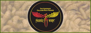 Phoenix Worms Black Soldier Fly Larvae