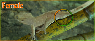 Crested Gecko Female
