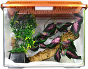 Simplistic Crested / Gargoyle Gecko Terrarium