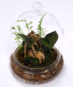 Jewel Orchid Terrarium