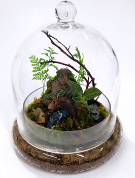 Jewel Orchid Terrarium Cloché