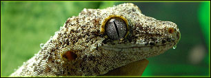 Reptile & Amphibian Care