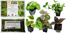 Live Terrarium & Vivarium Plants