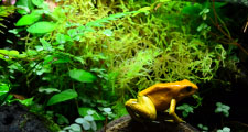 Live moss for vivariums with frog