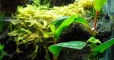 Live epiphytic terrarium moss