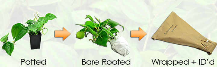 Bare Rooted & Wrapped With ID