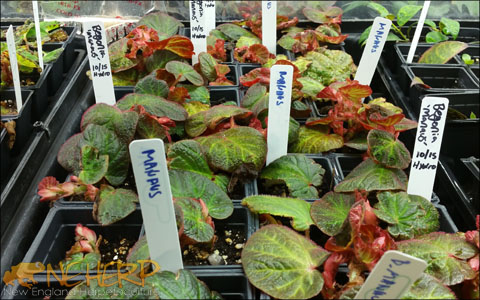 Begonia manaus Growing Indoors