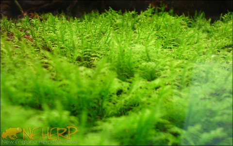 Live Terrarium Moss