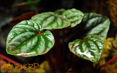 Vivarium peperomia - Peperomia 'Ripple'