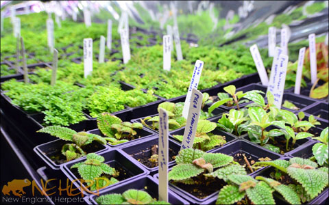 Growing Pilea indoors for terrariums