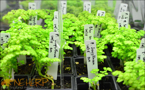 Growing Pilea indoors for live vivariums