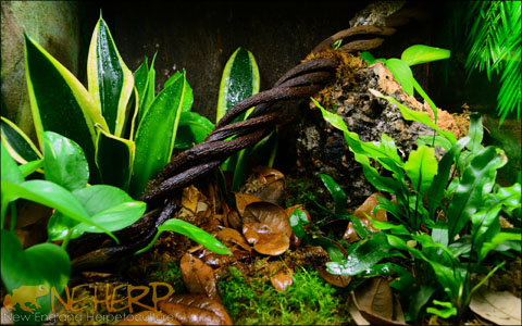 Live Plants For Day Geckos - Bio Active Enclosure
