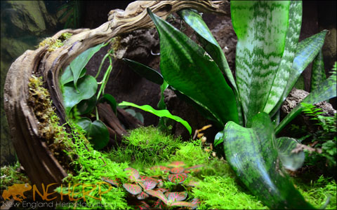 Sansevieria in a bio-active terrarium