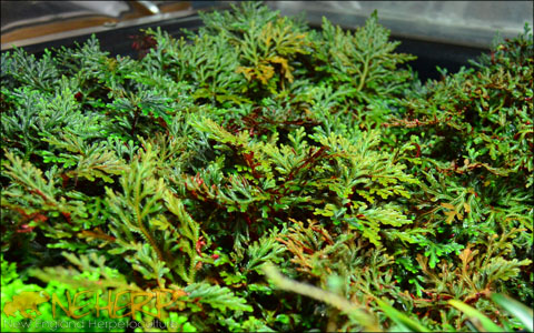 Organically grown Selaginella plants