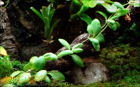 Climbing plant for live vivariums
