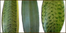 Sansevieria For Terrariums & Vivariums