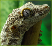 Happy Gargoyle Gecko