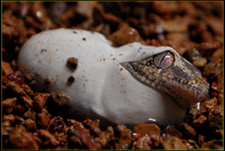 Gargoyle Gecko Hatchling