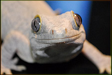 Gargoyle Gecko White