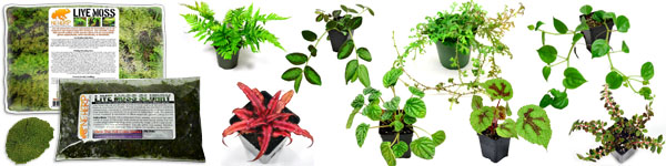 Live Vivarium & Bioactive Terrarium Plants