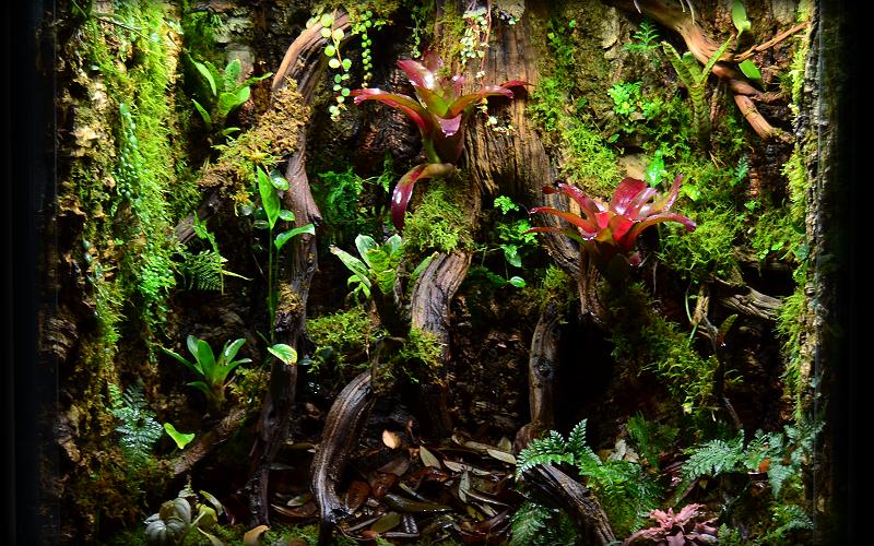 Vivarium For Poison Dart Frogs (Oophaga Pumilio 'Bastimentos')
