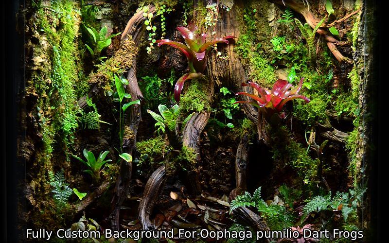 Custom Background Design Service For Bioactive Vivariums