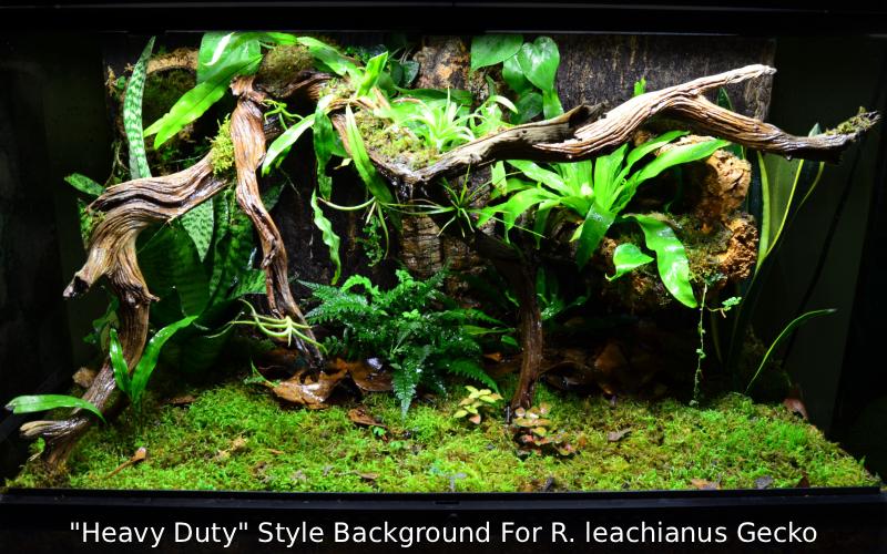 Professional Custom Scaping For Bioactive Terrariums