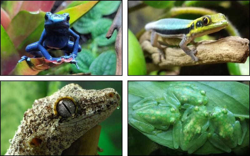 Custom Bioactive Vivariums For Sale For Reptiles + Amphibians