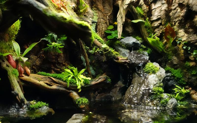 Bioactive Terrarium Design Service In New York, Connecticut, and Massachusetts