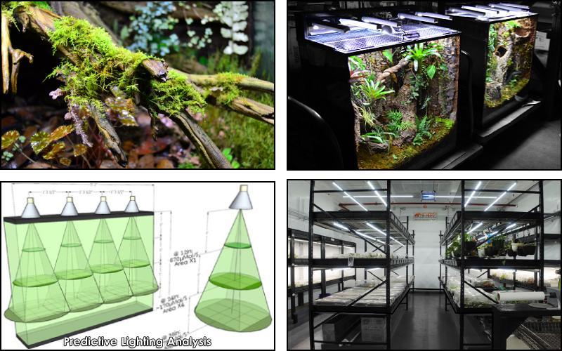 The Best Supplies And Plants For Bioactive Terrariums + Vivariums