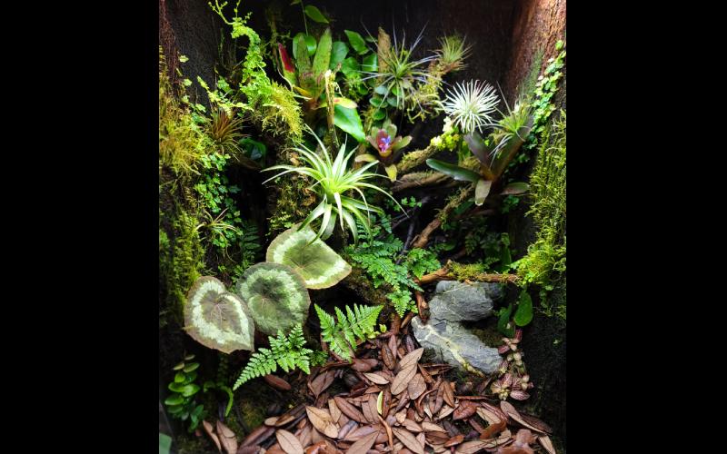 18x18x24 vivarium with custom tree fern and ghostwood background
