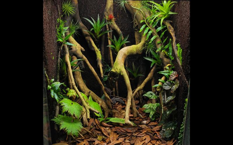 18x18x24 enclosure with tree fern and jungle root background designed for lower-light conditions