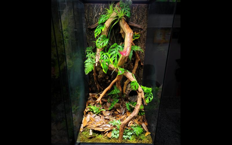 18x18x36 skyscraper vivarium with a modified heavy-duty background kit