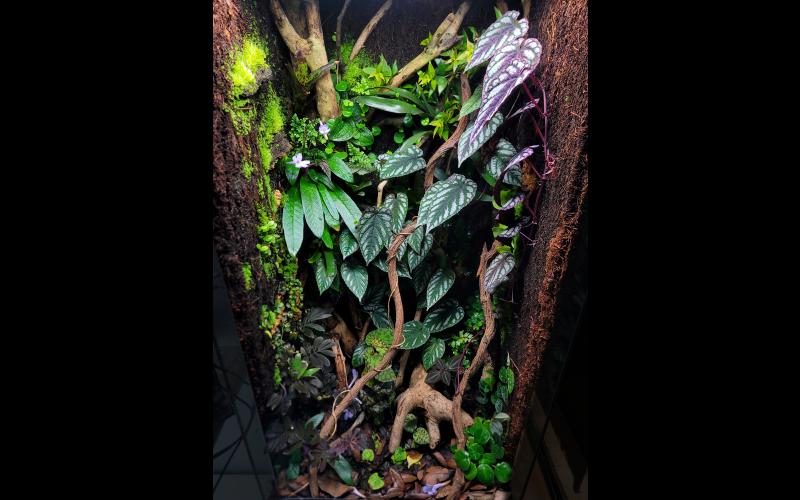 Zoo Med 18x18x36 Skyscraper vivarium designed for a crested gecko with a custom tree fern and jungle root background