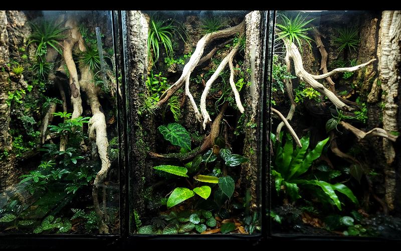 Three 18x18x36 skyscraper vivariums with custom cork and ghostwood backgrounds designed for arboreal species