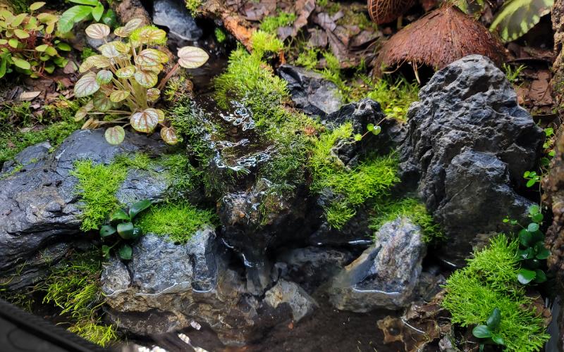 Close-up of water feature designed for captive-bred Mantella aurantiaca