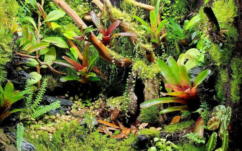Fully acclimated 24x18x24 vivarium with NEHERP Live Moss Slurry and custom tree fern and ghostwood background